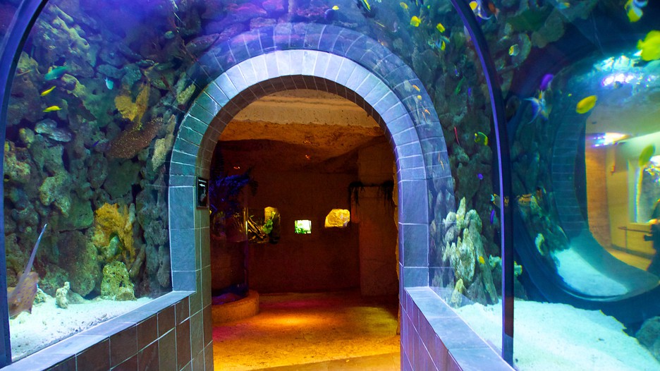Dallas World Aquarium in Dallas, Texas Expedia