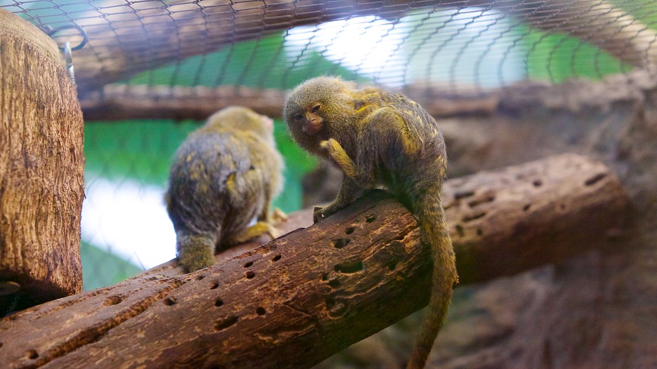 Dallas World Aquarium in Dallas, Texas Expedia