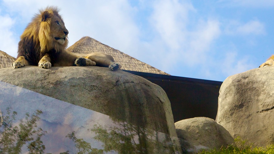 Dallas Zoo in Dallas, Texas | Expedia