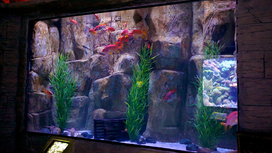 Downtown Aquarium in Houston, Texas Expedia