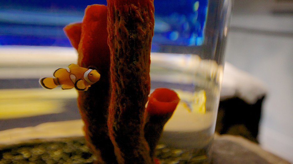 Downtown Aquarium in Houston, Texas Expedia