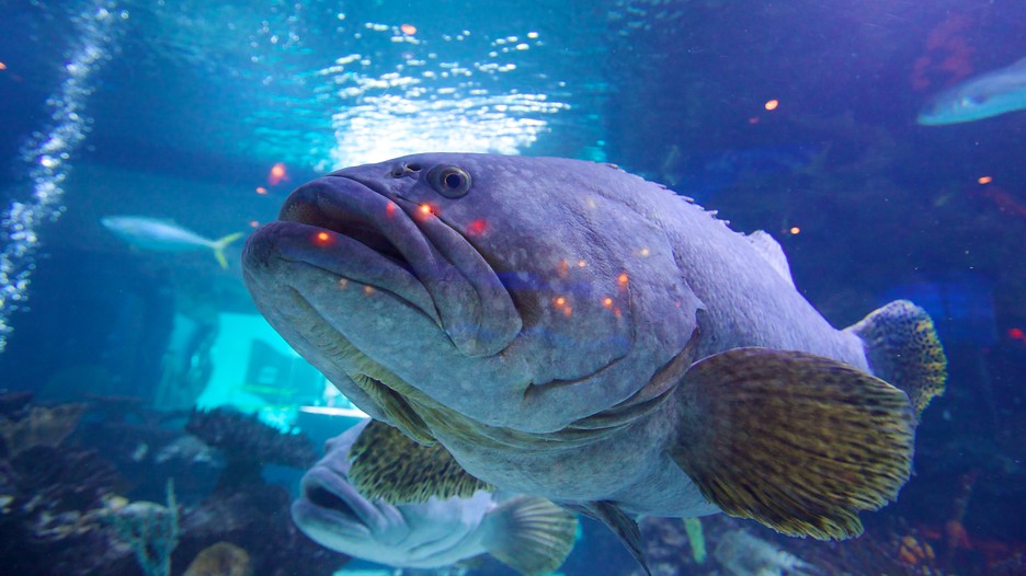 Downtown Aquarium in Houston, Texas Expedia