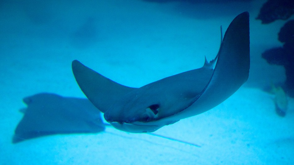 Downtown Aquarium in Houston, Texas Expedia