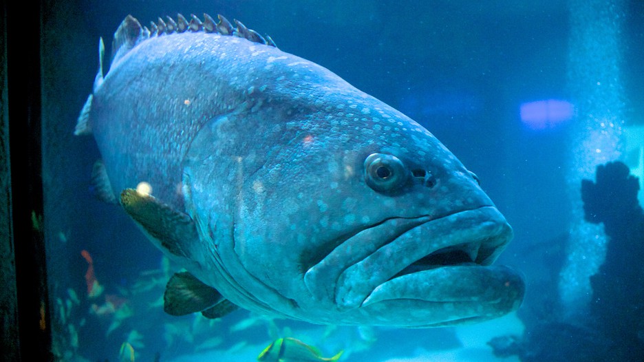 Downtown Aquarium in Houston, Texas Expedia