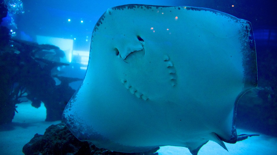 Downtown Aquarium in Houston, Texas Expedia