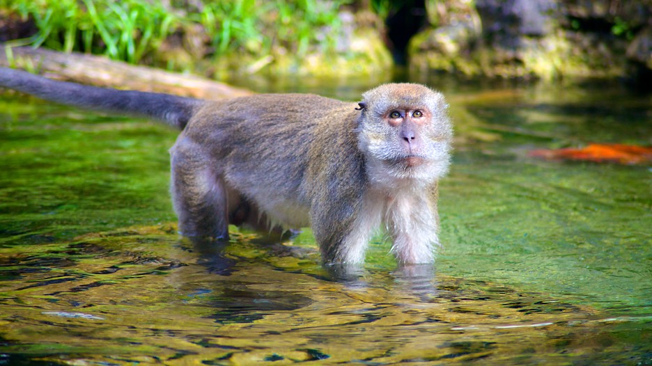Monkey Jungle Miami Monkey Jungle Miami