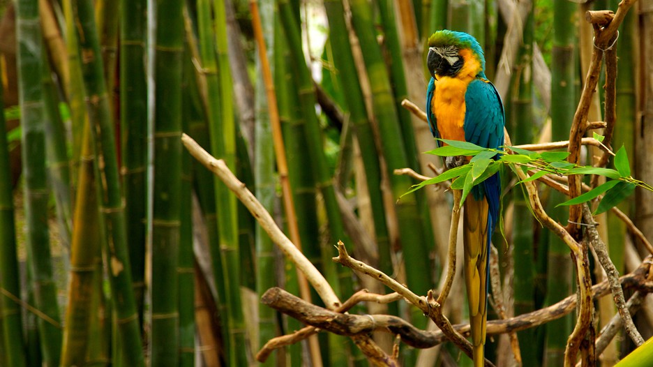 Audubon Zoo New Orleans, Louisiana Attraction