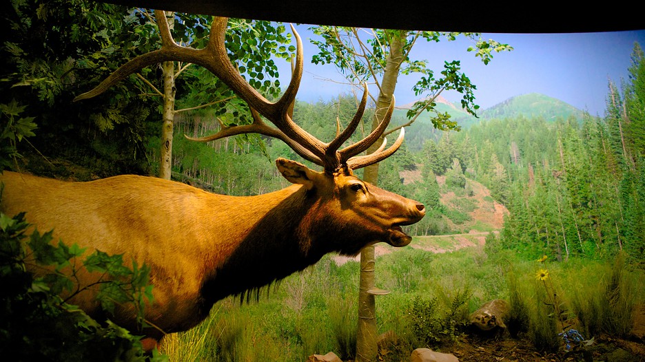 Navigation menu Natural History Museum of Utah Maya opens Saturday, November 10 with a grand ¡Celebración! Info: admin-gh.ga
