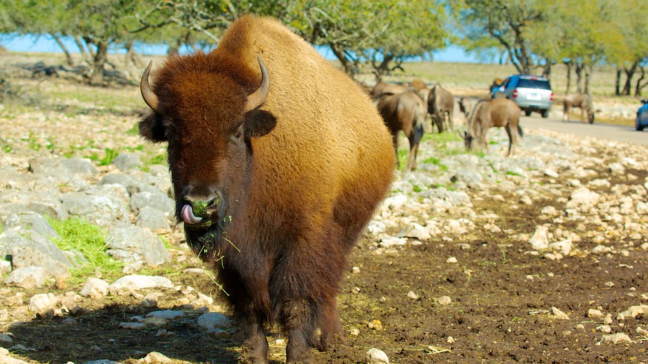 25 Best Things to Do in Oklahoma These pages are in no way affiliated with nor endorsed by Busch Entertainment, Cedar Fair, Legoland, Paramount Parks, Tussaud's Group, Six Flags, Universal Studios, the Walt Disney Company or any other theme park company.