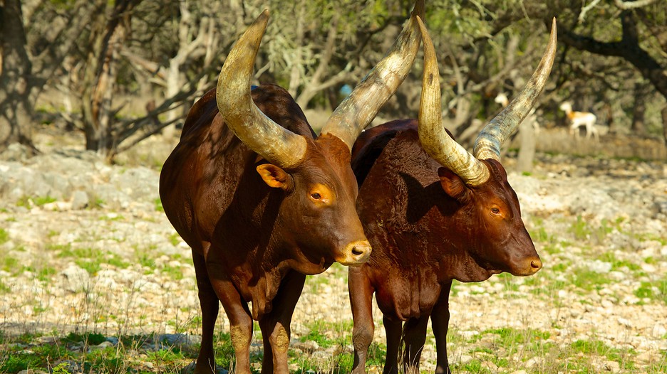 Natural Bridge Wildlife Ranch in San Antonio, Texas | Expedia