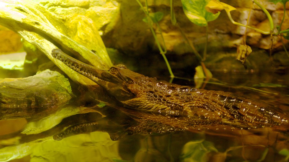 San Antonio Zoo and Aquarium in San Antonio, United States of America
