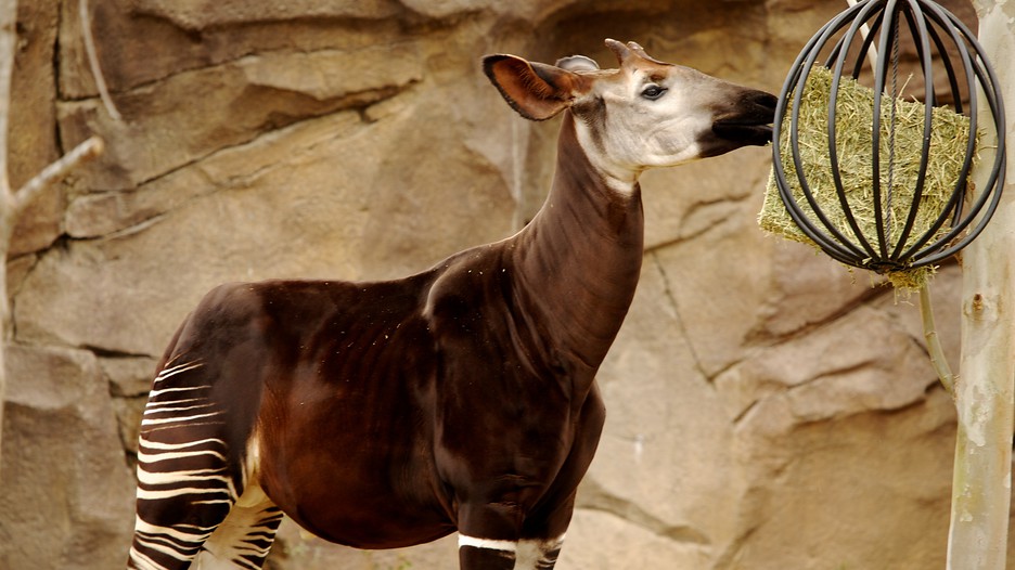 San Antonio Zoo and Aquarium in San Antonio, United States of America