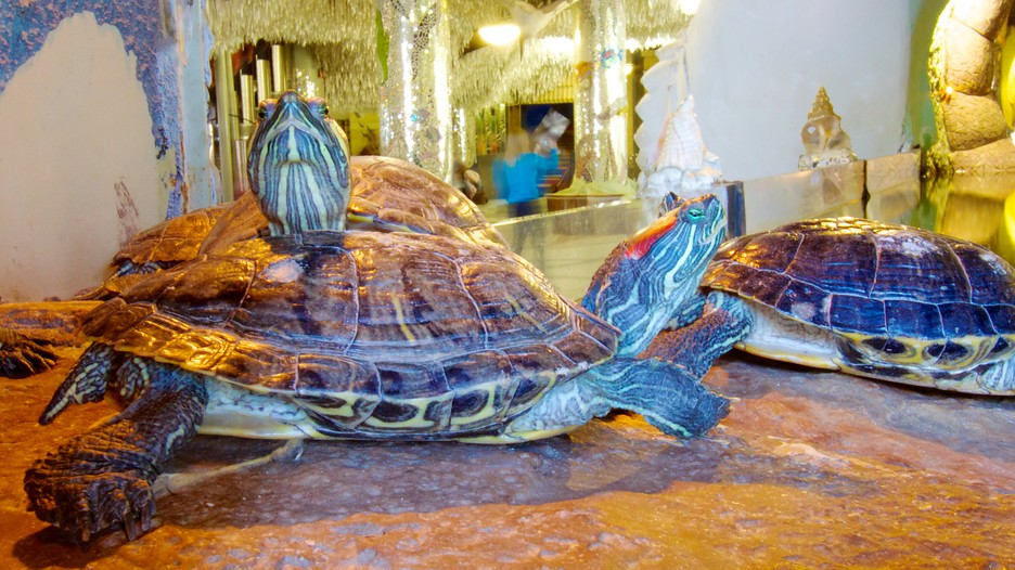 St Louis Missouri Vacations Tourism Guides Hotels Things To | Rachael ...