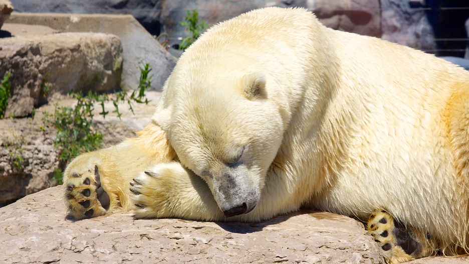 Toronto Zoo Toronto, Ontario Attraction