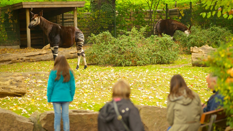 Berlin Zoo 25000