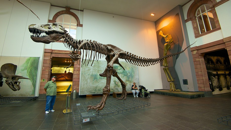 Naturmuseum Senckenberg in Frankfurt Expedia.de