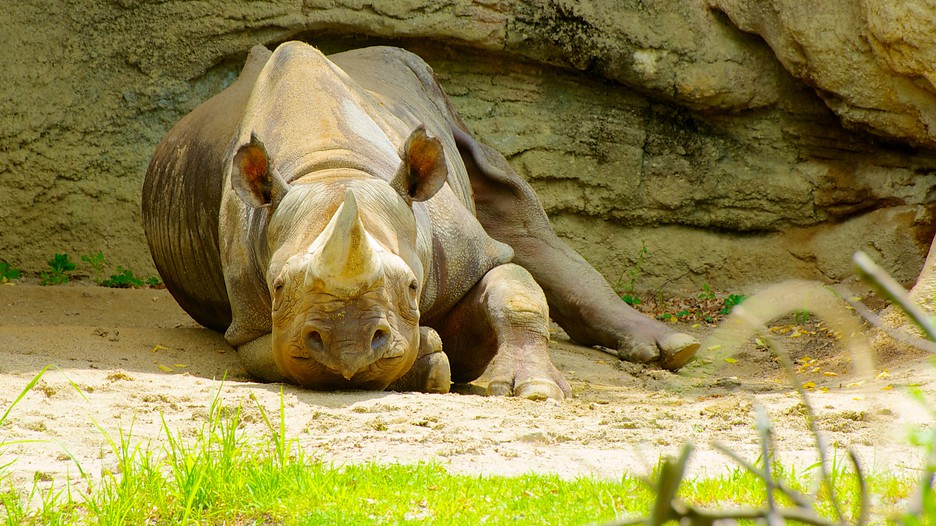 Tennoji Zoo - Osaka, Attraction | Expedia.com.au