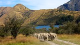 Showing item 33 of 90. Moke Lake - Queenstown - Tourism Media