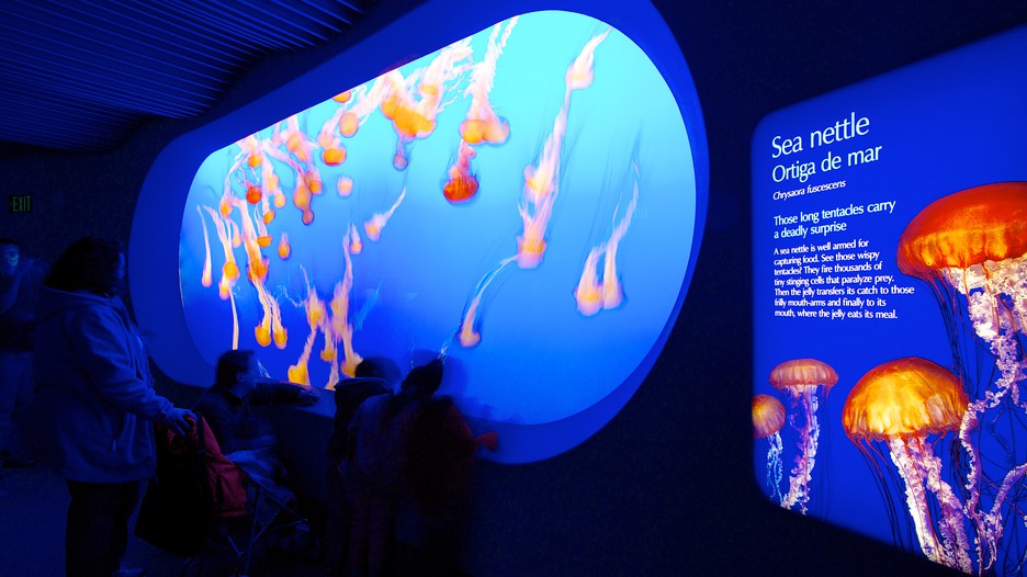 Monterey Bay Aquarium in Monterey, California - Monterey Bay Aquarium 26913