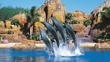 Showing item 17 of 64. Sea World - Gold Coast - Tourism and Events Queensland