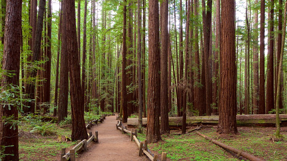 Armstrong Redwoods State Park in Guerneville, California | Expedia