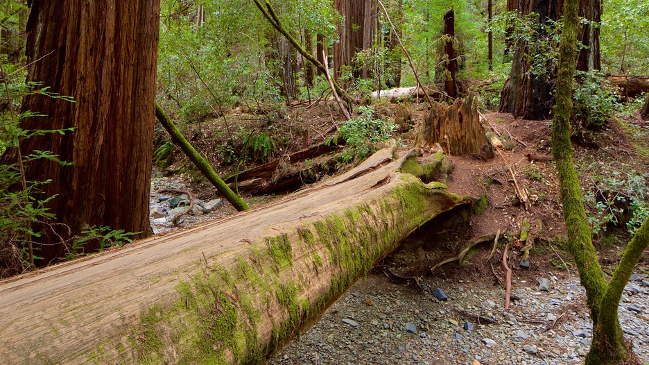 Armstrong Redwoods State Park in Guerneville, California Expedia