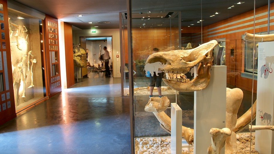 Nationalmuseum für Naturgeschichte in Luxemburg Expedia.de