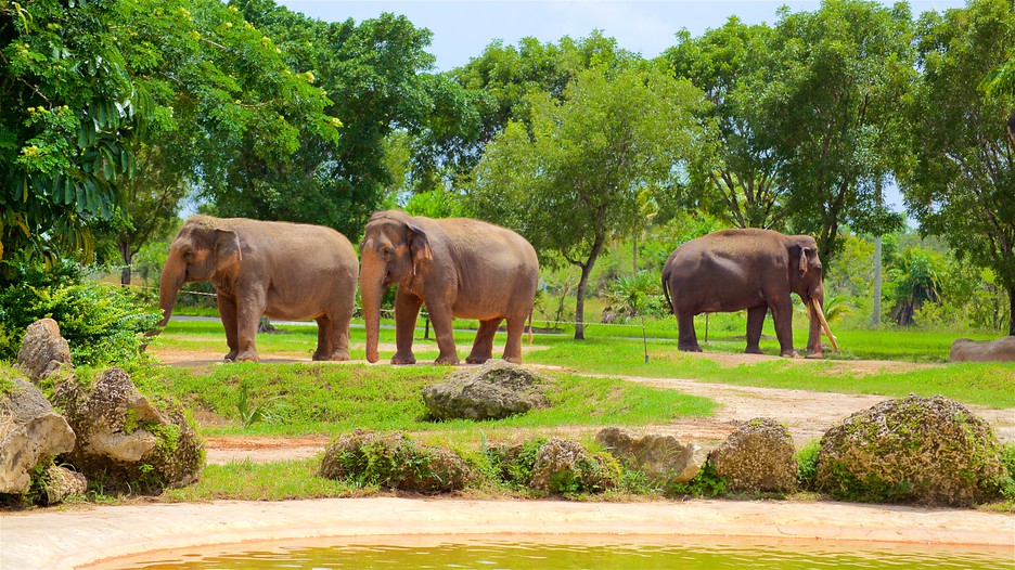 Zoo Miami in Miami, Florida Expedia