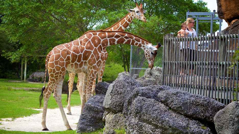 Zoológico de Miami en Miami, Estados Unidos