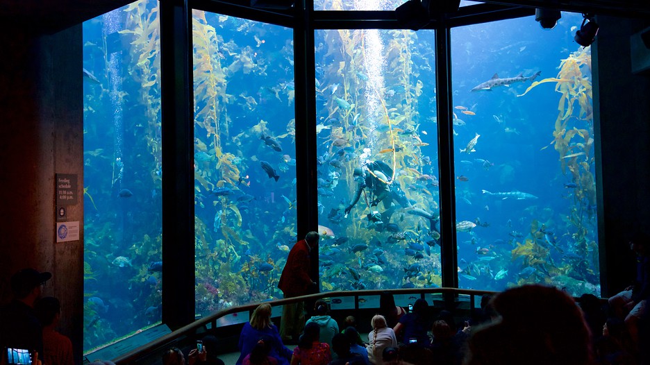 Monterey Bay Aquarium 203202