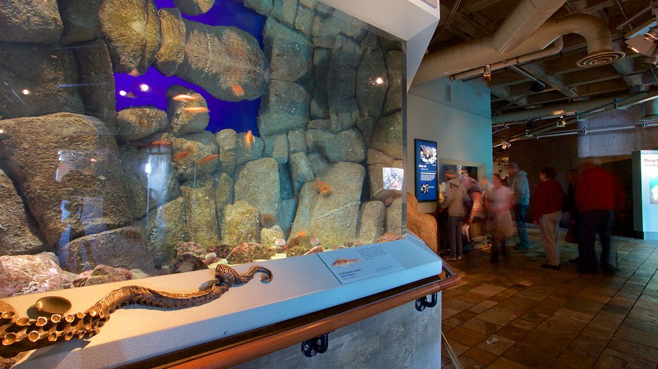 Monterey Bay Aquarium Free Admission Days 2024 April Aleta Aurilia