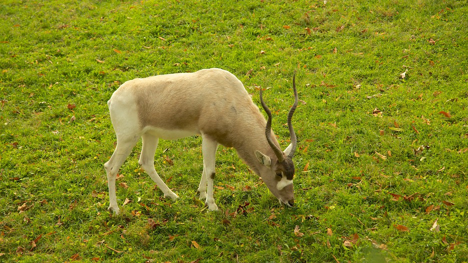 Philadelphia Zoo in Philadelphia, Pennsylvania Expedia