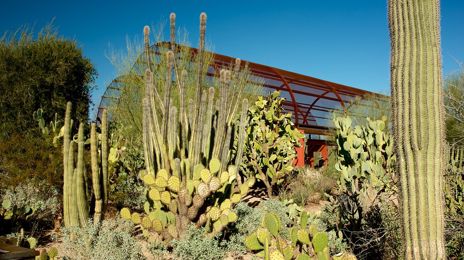 Desert Botanical Garden in Phoenix, Arizona Expedia