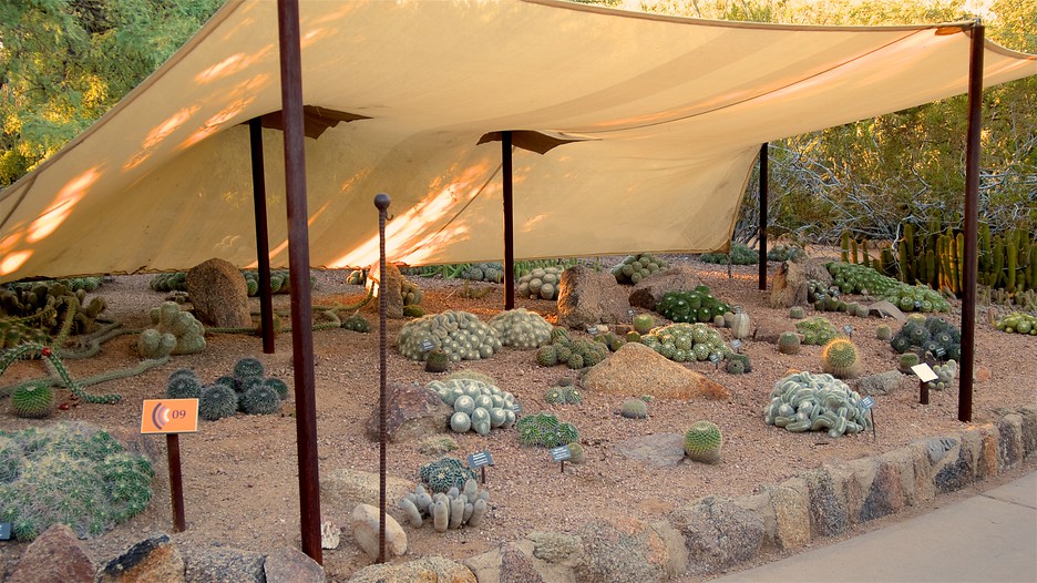 Desert Botanical Garden in Phoenix, Arizona Expedia