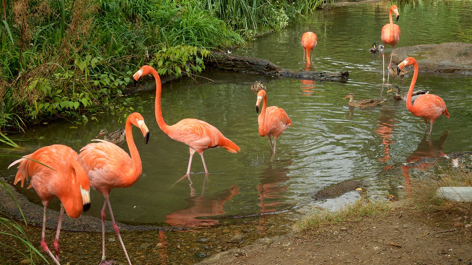 Pittsburgh Zoo and PPG Aquarium in Pittsburgh, Pennsylvania Expedia