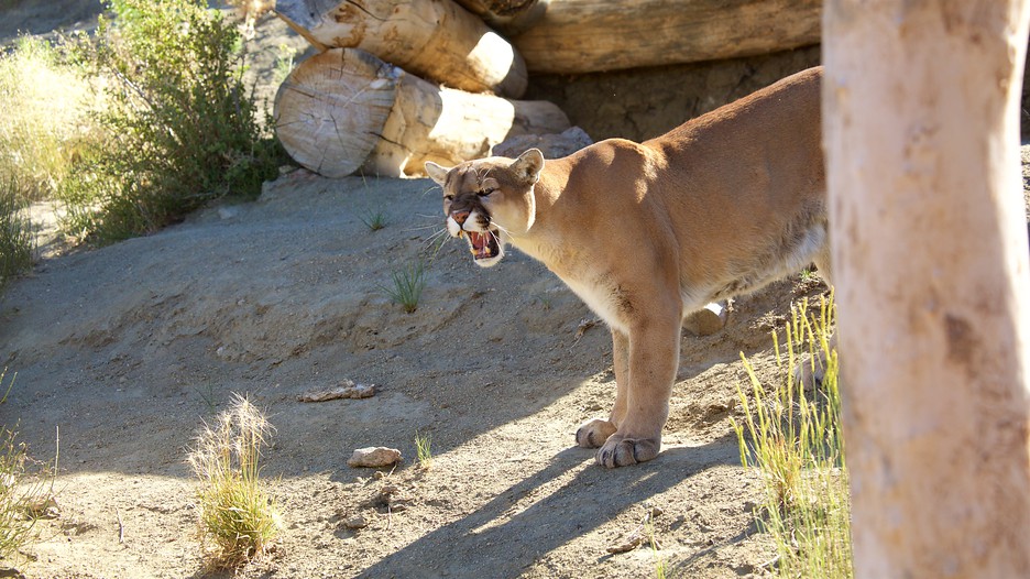 Animal Ark in Reno, Nevada Expedia