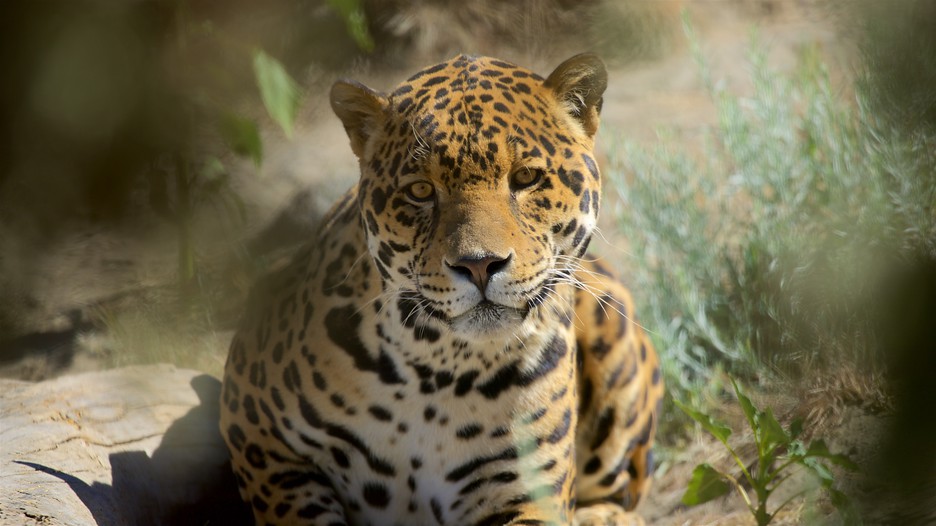 Animal Ark in Reno, Nevada Expedia