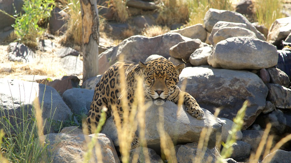 Animal Ark in Reno, Nevada Expedia