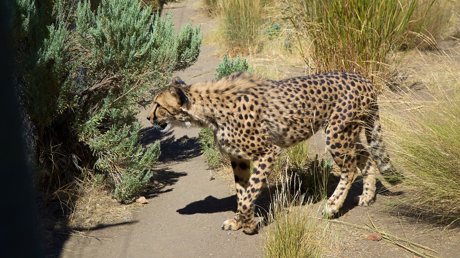 Animal Ark in Reno, Nevada Expedia