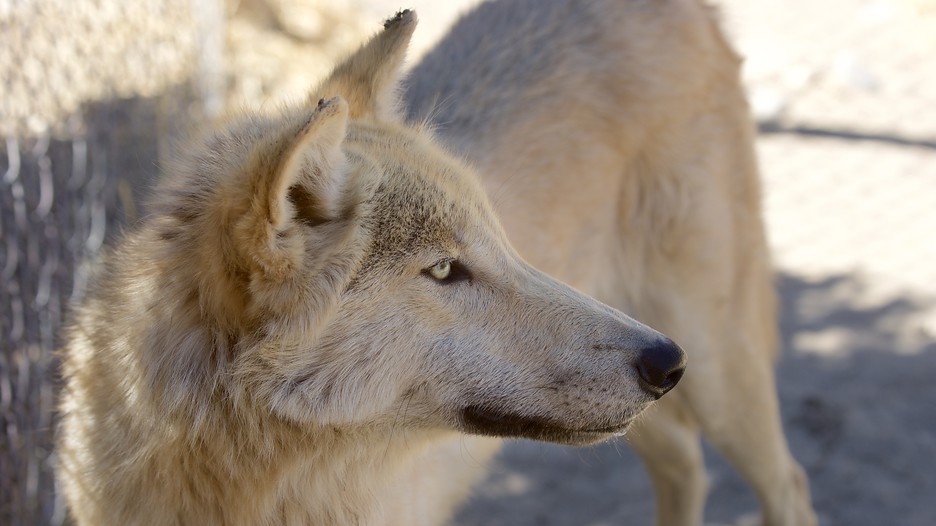 Animal Ark in Reno, Nevada Expedia