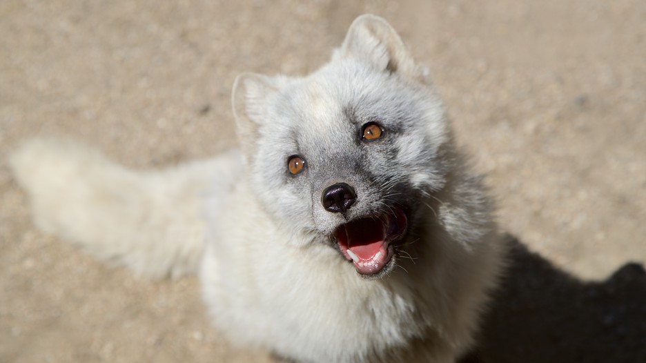 Animal Ark in Reno, Nevada Expedia