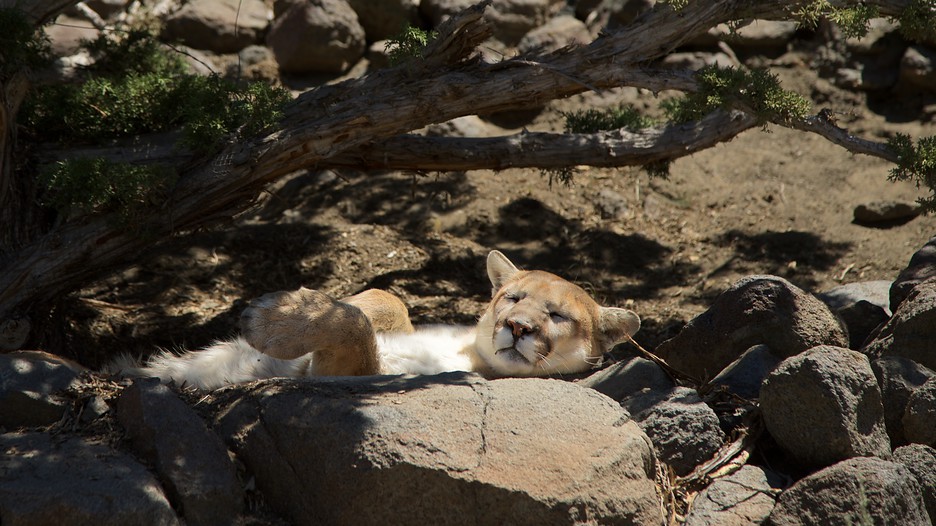 Animal Ark in Reno, Nevada Expedia