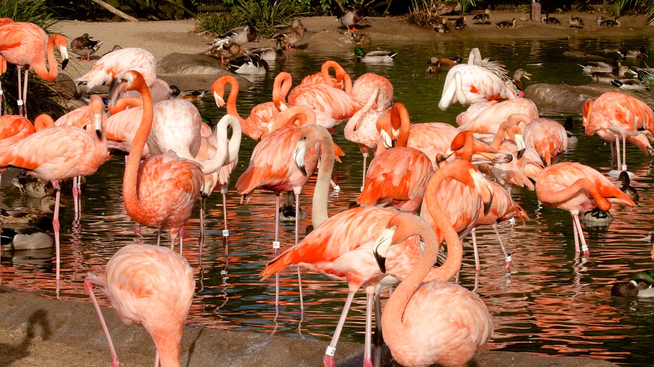 San Diego Zoo - San Diego County, California Attraction | Expedia.com.au