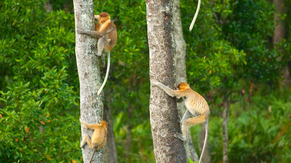 Orangutang - The Rewards Of Cruelty Orangutang - The Rewards Of Cruelty