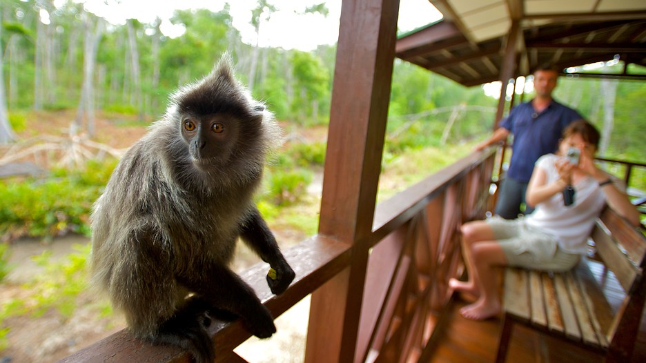 Labuk Bay Proboscis Monkey Sanctuary in Sandakan, Expedia