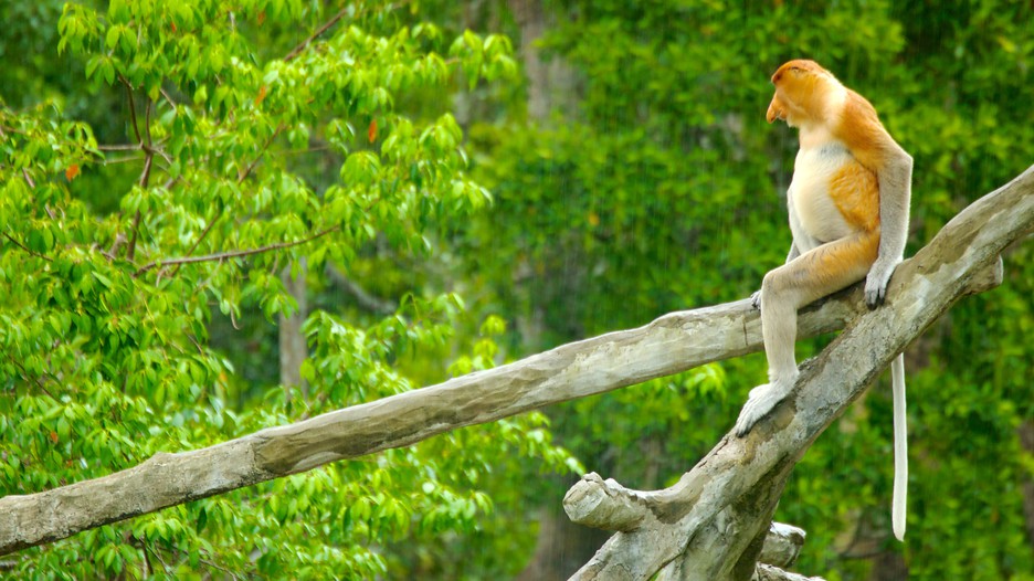 Orangutang - The Rewards Of Cruelty Orangutang - The Rewards Of Cruelty