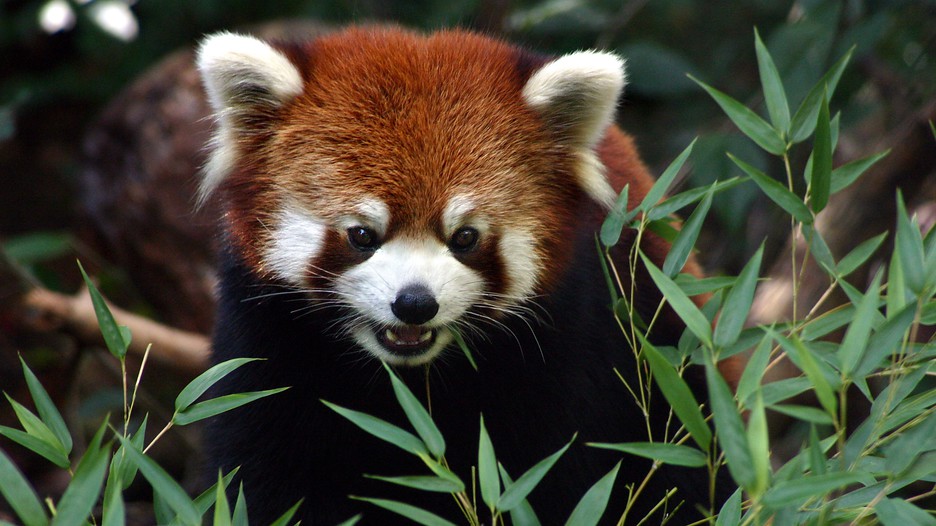 Woodland Park Zoo in Seattle, Washington Expedia