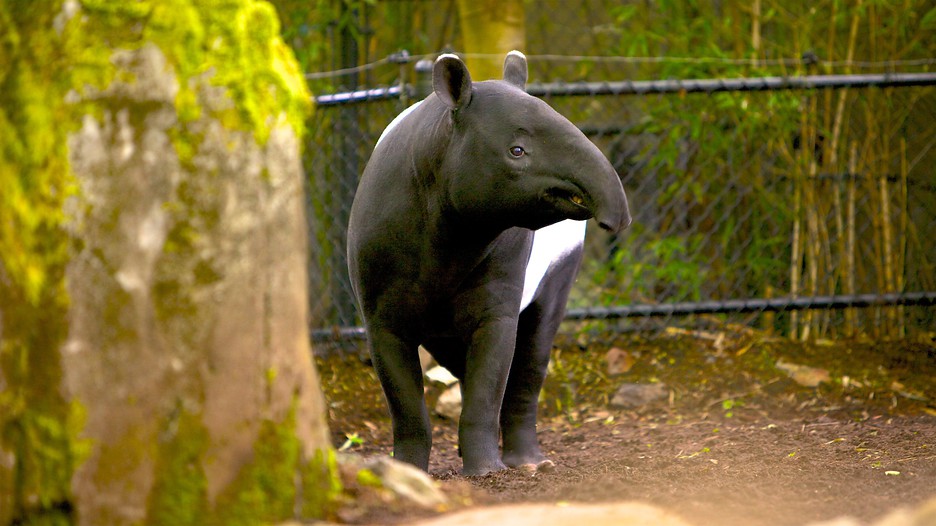 Woodland Park Zoo in Seattle, Washington Expedia