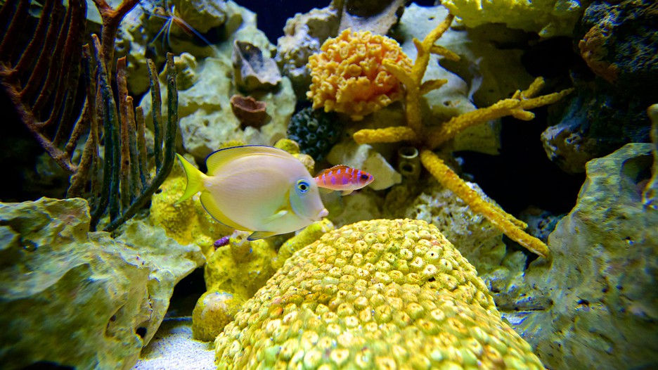 Mote Marine Aquarium in Sarasota, Florida Expedia.ca