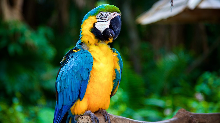 Sarasota Jungle Gardens in Sarasota, Florida | Expedia